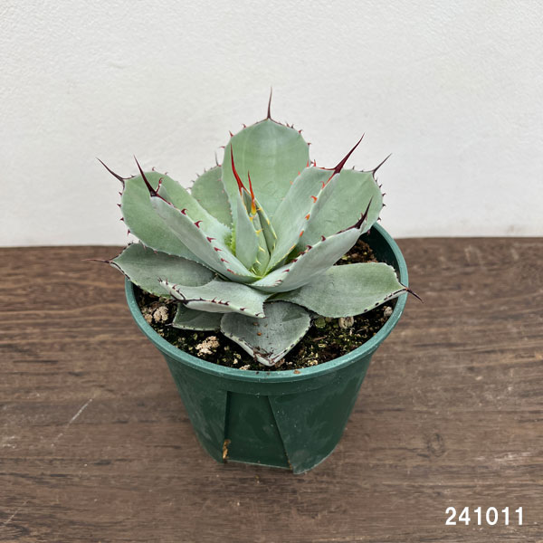 園芸ネット本店｜アガベ：パリー トルンカータ 5号鉢植え の通販【公式】