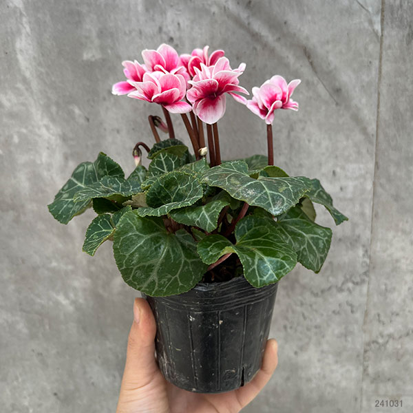 園芸ネット本店｜八重シクラメン：チモ ピコティピンク3号ポット の