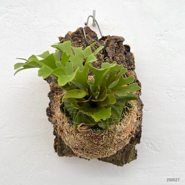 園芸ネット本店｜[ザ・ファームセレクト]ビカクシダ（コウモリラン