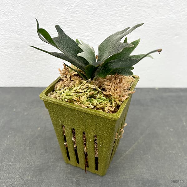 園芸ネット本店｜ビカクシダ（コウモリラン）：人気レアウィリンキー