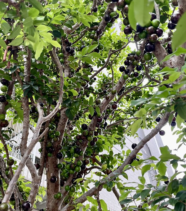 園芸ネット本店｜ジャボチカバ 8号鉢植え の通販【公式】