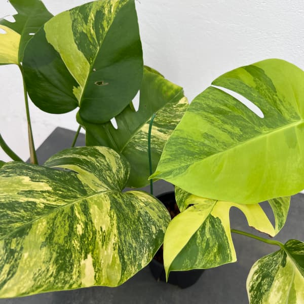 園芸ネット本店｜モンステラ：ボルシギアナオーレア（黄斑） 5号鉢植え