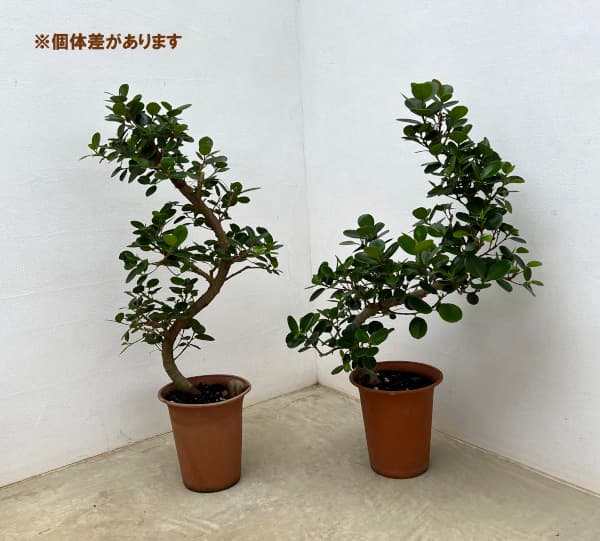 園芸ネット本店｜ガジュマル：パンダガジュマル（曲げ仕立て） 6号