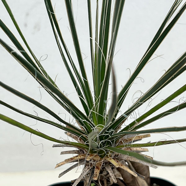 園芸ネット本店｜ユッカ：エラータ（根上がり仕立て） 4号鉢植え の