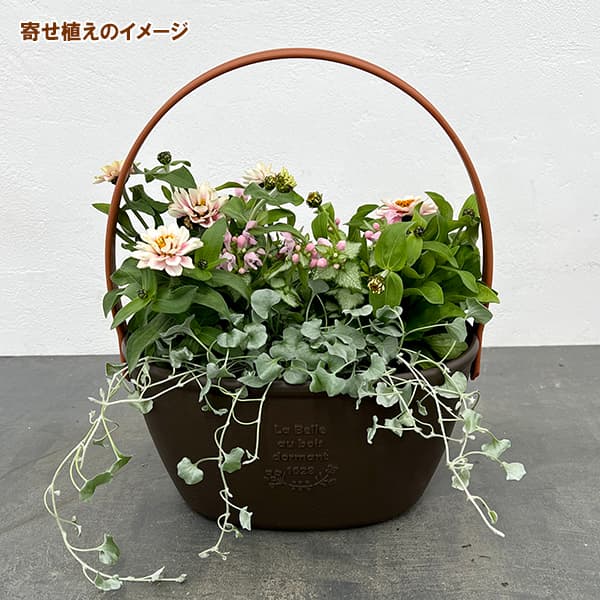 園芸ネット本店｜季節のミニ寄せ植え：ジニア ベリーズ ピンクラグーン