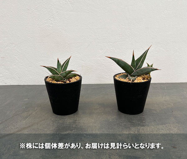 園芸ネット本店｜サンセベリア：レア品種セット（ピンギキュラと