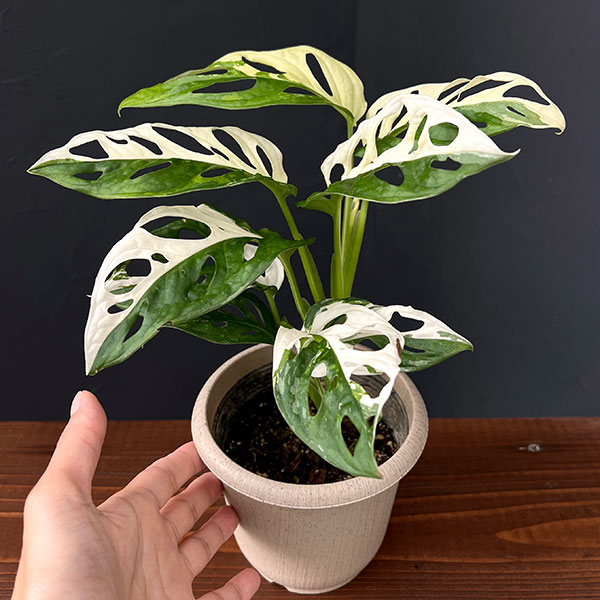 園芸ネット本店｜[ザ・ファームセレクト]マドカズラ：斑入り 4号25-16