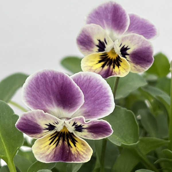 園芸ネット本店｜見元園芸さんのビオラ：つぶらなタヌキ あずき3-3.5号