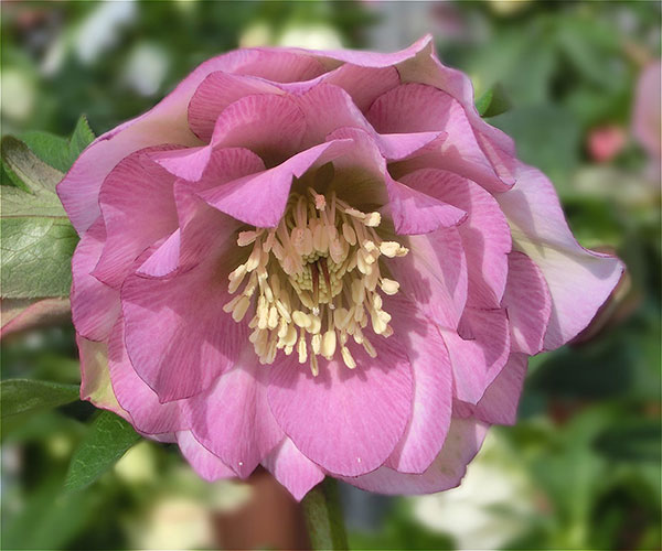 園芸ネット本店｜クリスマスローズ：神楽3.5号ポット の通販【公式】