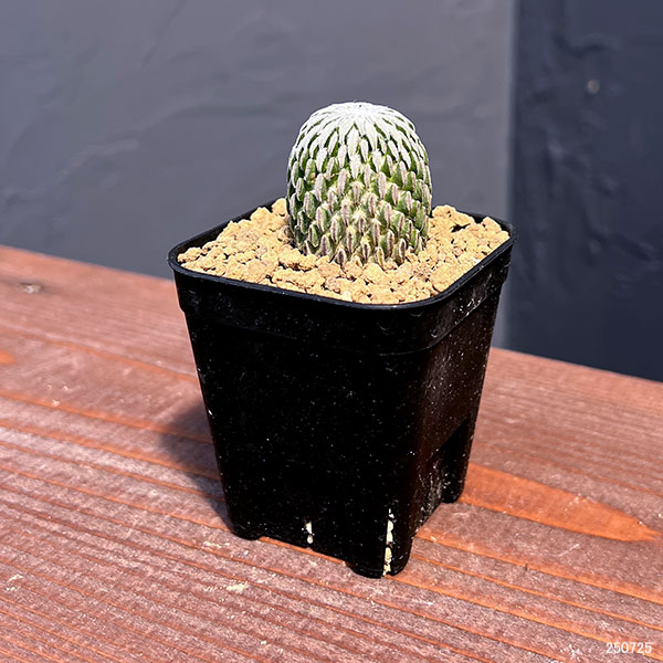 園芸ネット本店｜サボテン：精巧丸（ペレキフォラ アセリフォルミス