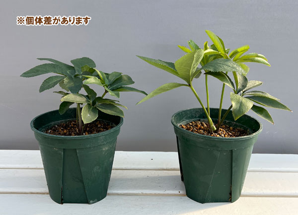 園芸ネット本店｜クリスマスローズ：珠姫（たまひめ）5号ポット の通販