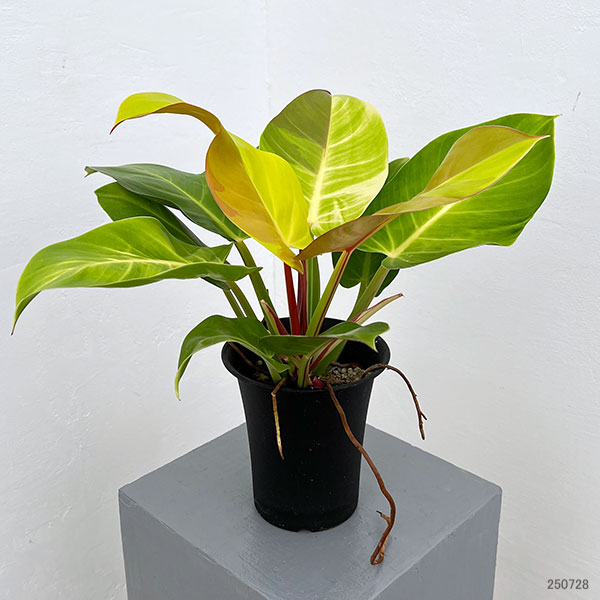 園芸ネット本店｜フィロデンドロン：イエローフレーム 4号鉢植え25-05