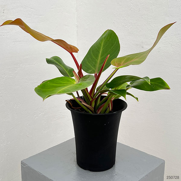 園芸ネット本店｜フィロデンドロン：イエローフレーム 4号鉢植え25-06