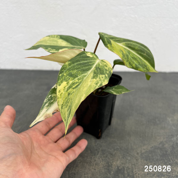 園芸ネット本店｜フィロデンドロン：グロリオサム トリカラー 2.5号