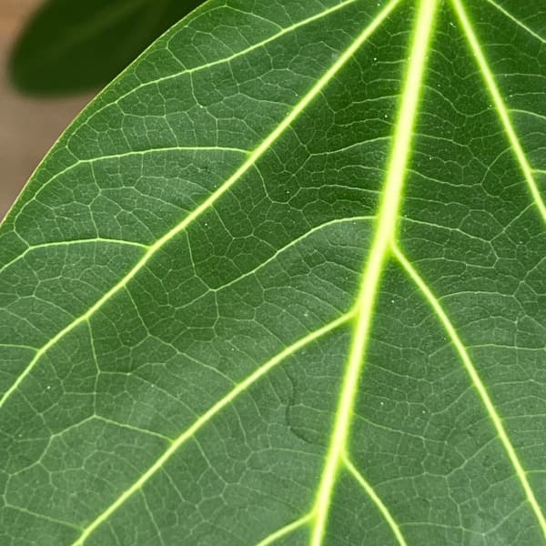 園芸ネット本店｜フィカス：ベンガレンシス 8号25-05 の通販【公式】