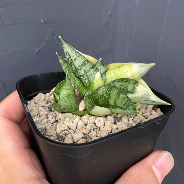 園芸ネット本店｜[ザ・ファームセレクト]サンセベリア：ボンセレンシス