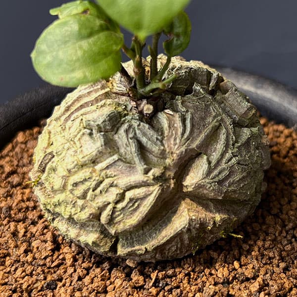 園芸ネット本店｜ディオスコレア（亀甲竜）：エレファンティペス