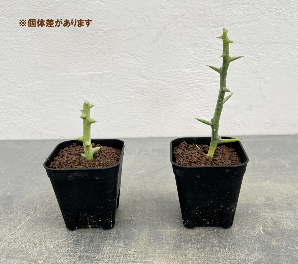 園芸ネット本店｜アデニア：Mana's farmのグロボーサ 2.5号鉢植え の