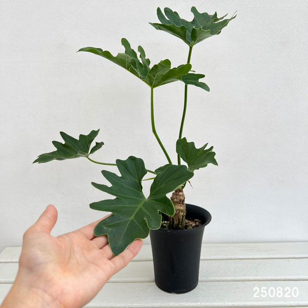 園芸ネット本店｜フィロデンドロン：セローム（幹上がり） 5号鉢植え25