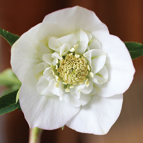 園芸ネット本店｜クリスマスローズ:セミダブル6種セット の通販【公式】