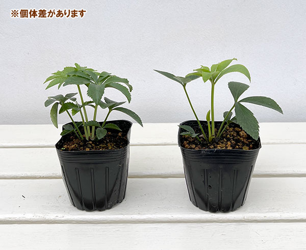 園芸ネット本店｜クリスマスローズ：ダブル7種セット の通販【公式】