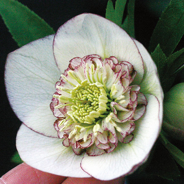 園芸ネット本店｜クリスマスローズ:セミダブル6種セット の通販【公式】