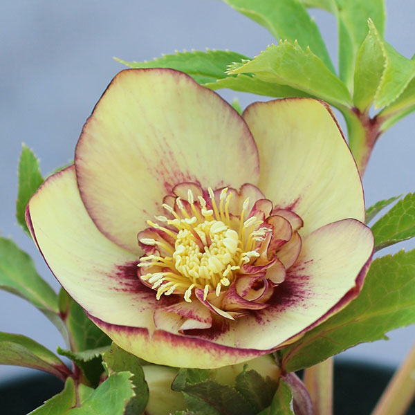 園芸ネット本店｜クリスマスローズ：オーレア交配ダブルセミミックス3