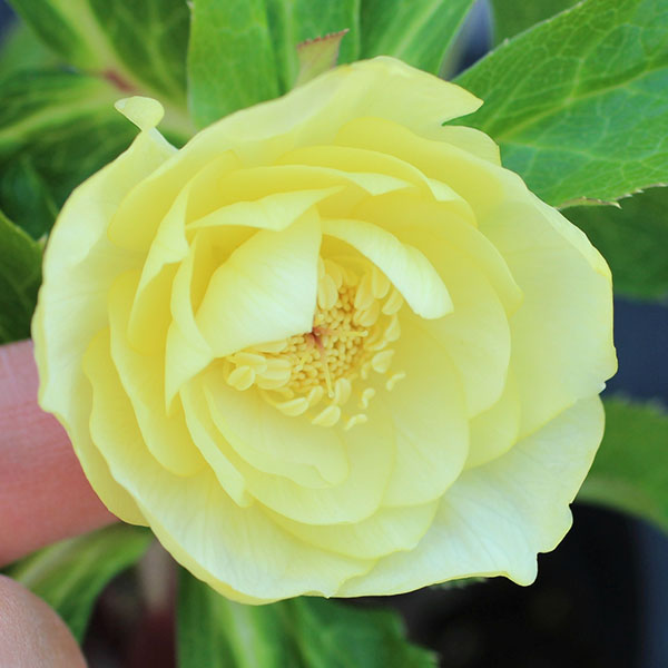 園芸ネット本店｜クリスマスローズ：オーレア交配ダブルセミミックス3