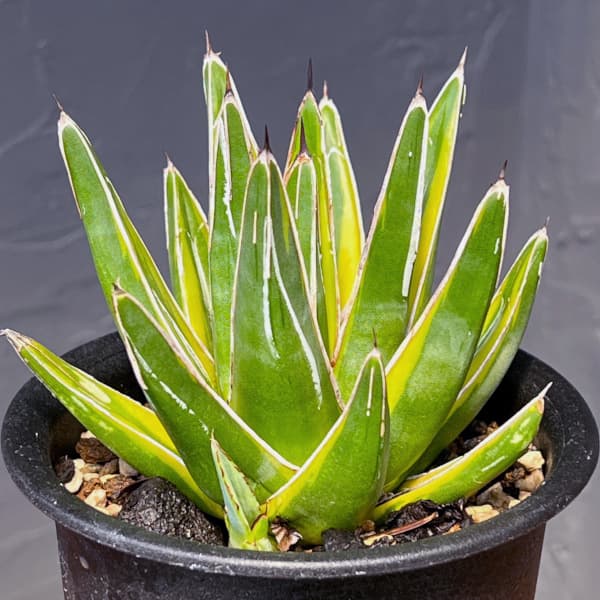 園芸ネット本店｜アガベ：笹の雪（ササノユキ）黄覆輪 3‐3.5号ポット
