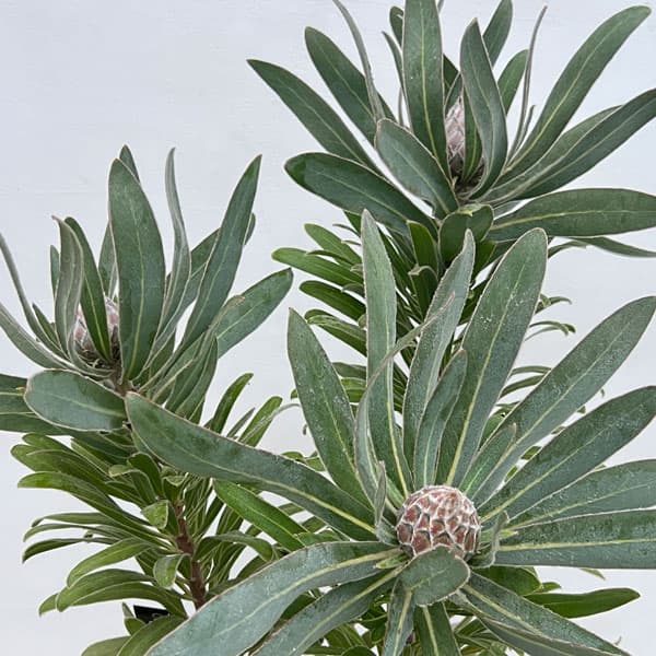 園芸ネット本店｜プロテア：メイデイ 7号鉢植え25-01 の通販【公式】