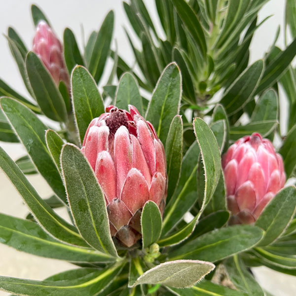 園芸ネット本店｜[ザ・ファームセレクト]プロテア：ピンクアイス 7号