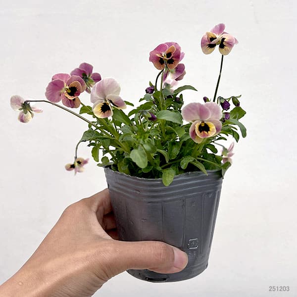 園芸ネット本店｜見元園芸さんのビオラ：ディープピンクコアラ3-3.5号