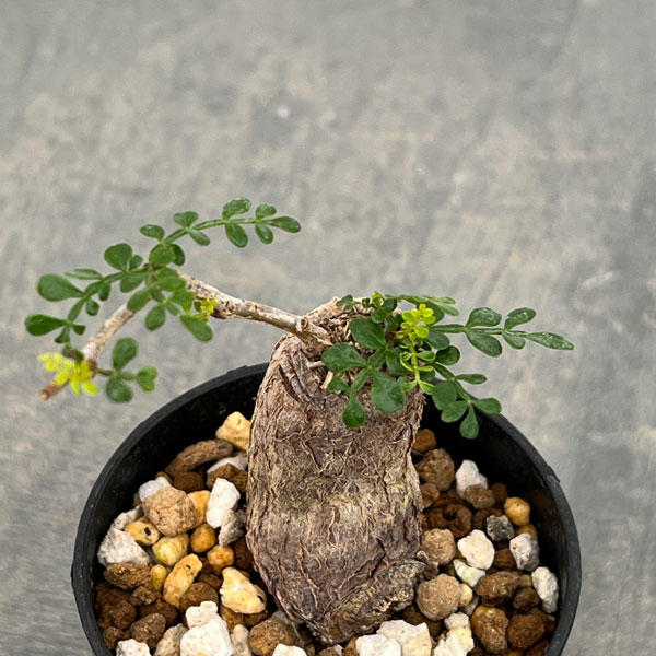 園芸ネット本店｜オペルクリカリア：パキプス（根挿し株）Sサイズ 2.5