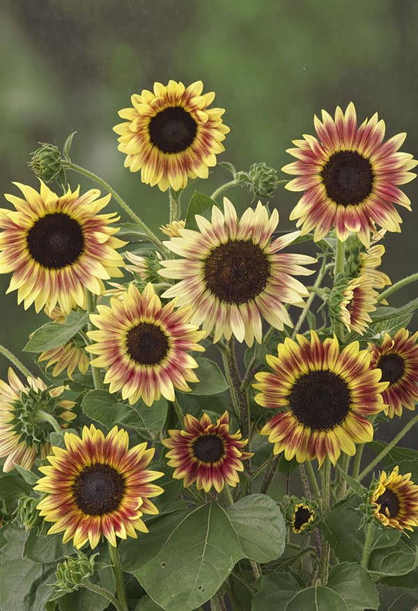 園芸ネット本店｜ヒマワリ：F1サマーラバー[春～夏まき タキイ 花タネ