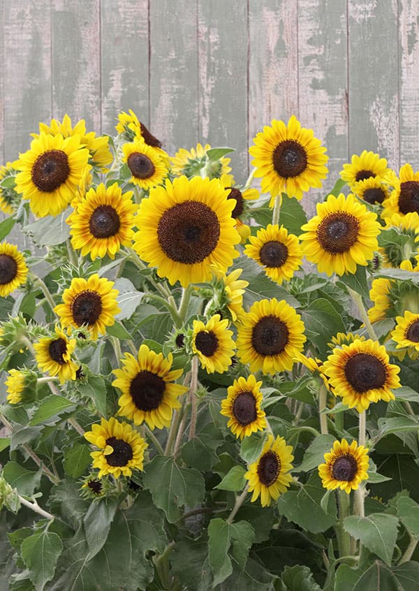 園芸ネット本店｜ヒマワリ：F1セミドワーフ オレンジマホガニーバイ