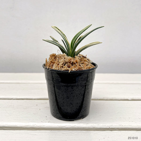 園芸ネット本店｜オモト（万年青）：麟晃冠（りんこうかん） 2.5号鉢