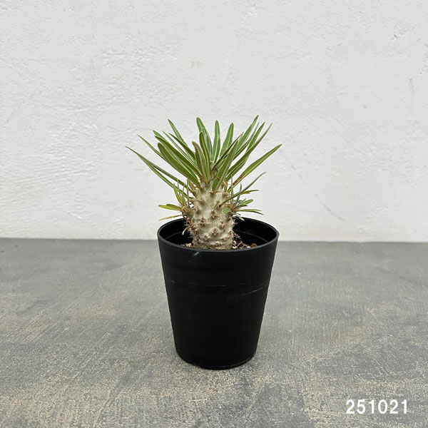 園芸ネット本店｜パキポディウム：グラキリス（実生苗） 3号ポット の