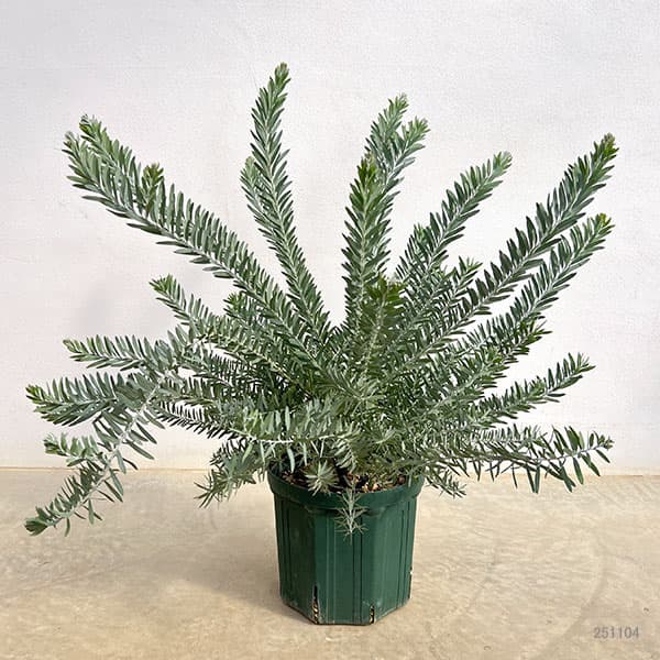 園芸ネット本店｜アカシア：ブルーブッシュ7号鉢植え の通販【公式】