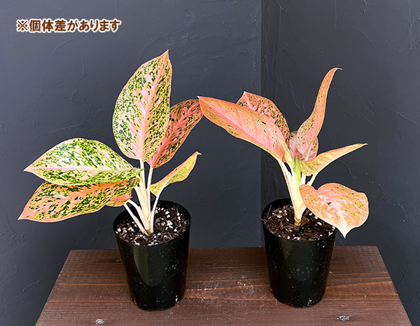 園芸ネット本店｜アグラオネマ：オレンジスターダスト 4号鉢入り の