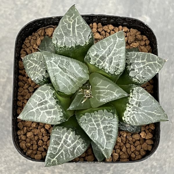 園芸ネット本店｜ハオルチア：コレクタ交配 氷河 2.5号鉢植え の通販