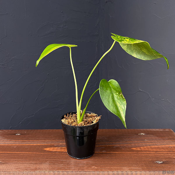 園芸ネット本店｜モンステラ：デリシオーサ イエローマリリン 3号