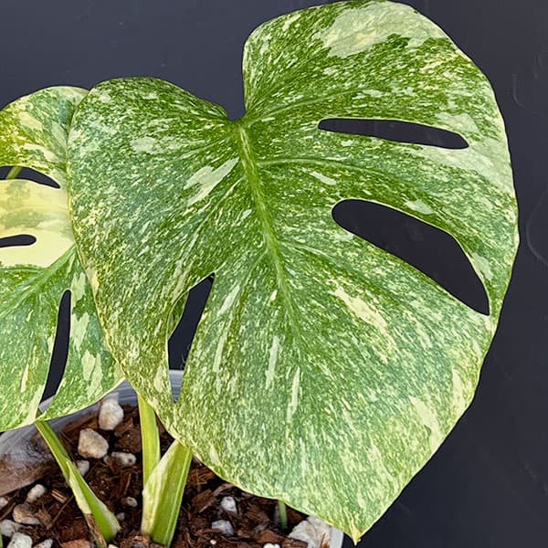 s*s様 L039モンステラ デリシオーサ レガシー 斑入り モンステラ