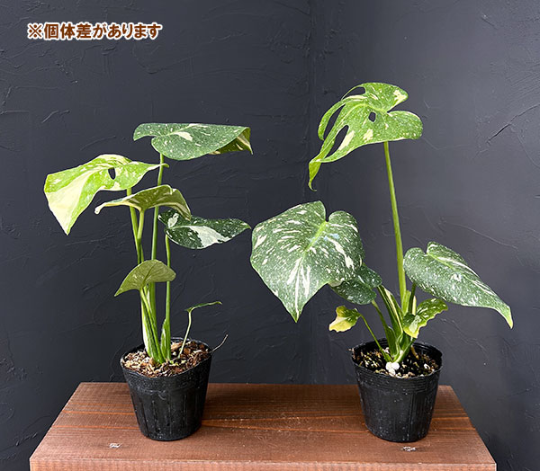 園芸ネット本店｜モンステラ：タイコンステレーション（矮性選抜株）3