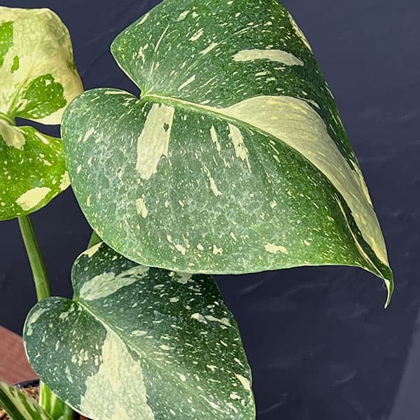園芸ネット本店｜モンステラ：タイコンステレーション（矮性選抜株）3