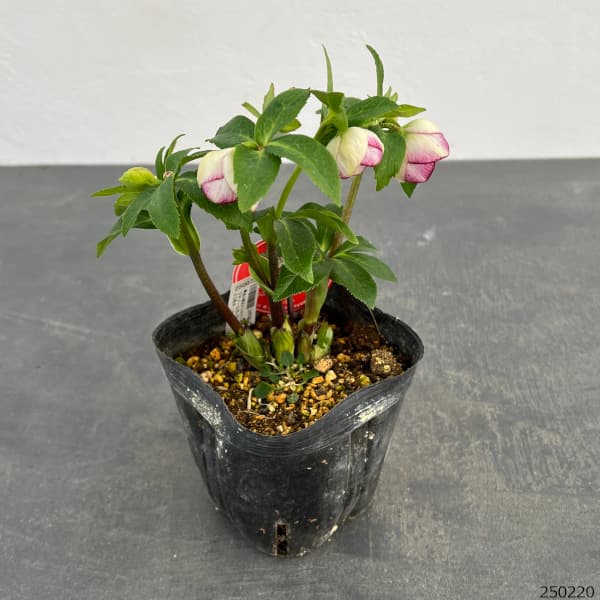 園芸ネット本店｜横山園芸さんのクリスマスローズ：プチドール25-03