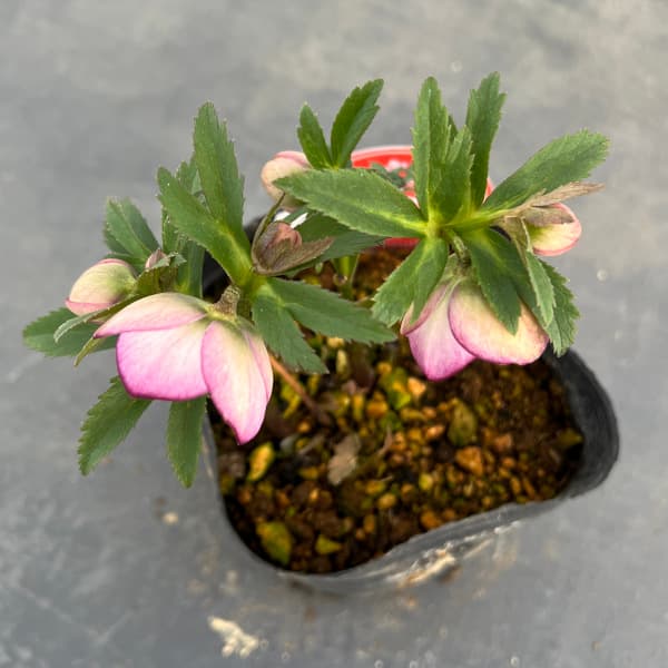 園芸ネット本店｜横山園芸さんのクリスマスローズ：プチドール25-15