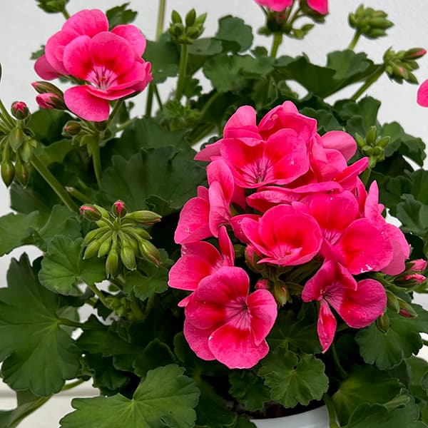 園芸ネット本店｜[26年3月中下旬予約]ゼラニウム：プリティリトル