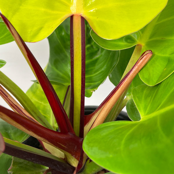 園芸ネット本店｜フィロデンドロン：イエローフレーム 5.5号25-02 の