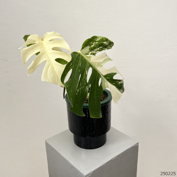 園芸ネット本店｜モンステラ：ボルシギアーナ（白斑） 5号鉢植え25-02