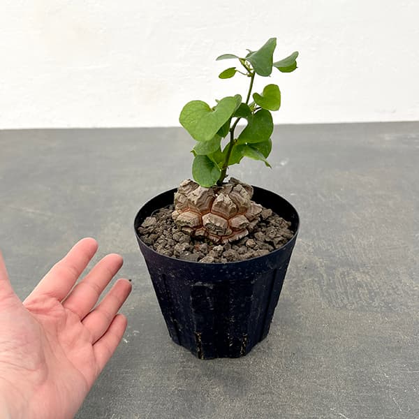 園芸ネット本店｜[ザ・ファームセレクト]ディオスコレア（亀甲竜